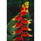 Posterazzi Detail Of Hanging Heliconia Against Leaf Bright Contrasting Colors Poster Print